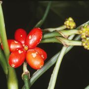 Image of Aglaonema simplex  Blume.