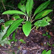 Image of Aglaonema simplex  Blume.