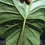 Image of Alocasia acuminata  Schott.