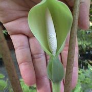 Image of Alocasia acuminata  Schott.