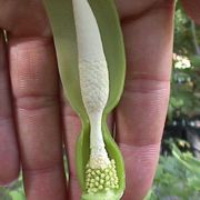 Image of Alocasia acuminata  Schott.