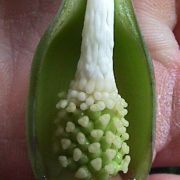 Image of Alocasia acuminata  Schott.