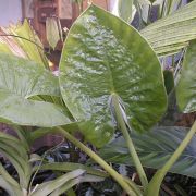 Image of Alocasia alba  Schott.