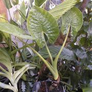 Image of Alocasia alba  Schott.