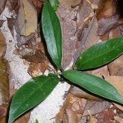 Image of Alocasia beccarii  Engl..