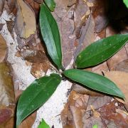 Image of Alocasia beccarii  .