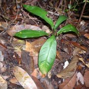 Image of Alocasia beccarii  .