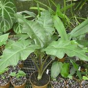 Image of Alocasia boa  A. Hay.