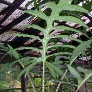 Image of Alocasia brancifolia  (Schott) A.Hay.