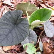 Image of Alocasia chaii  .