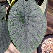 Image of Alocasia chaii  .