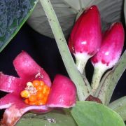 Image of Alocasia chaii  .