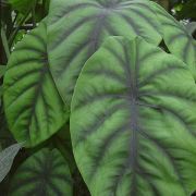 Image of Alocasia clypeolata  A. Hay.