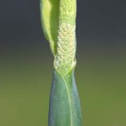 Image of Alocasia cucullata  (Lour.) G. Don.