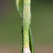 Image of Alocasia cucullata  (Lour.) G. Don.