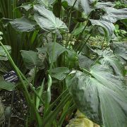 Image of Alocasia cucullata  (Lour.) G. Don.