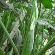 Image of Alocasia cucullata  (Lour.) G. Don.