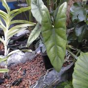 Image of Alocasia heterophylla  Merr..