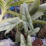 Image of Alocasia heterophylla  Merr..