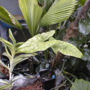 Image of Alocasia heterophylla  Merr..