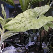 Image of Alocasia heterophylla  Merr..