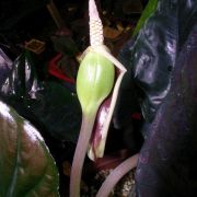 Image of Alocasia infernalis  .