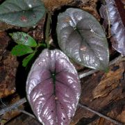 Image of Alocasia infernalis  .