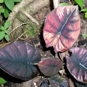 Image of Alocasia infernalis  .