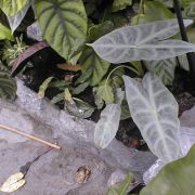 Image of Alocasia longiloba (korthalsii-complex) .