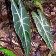 Image of Alocasia longiloba  .