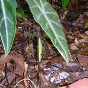 Image of Alocasia longiloba  .