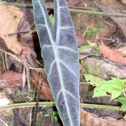 Image of Alocasia longiloba 'korthalsii' .