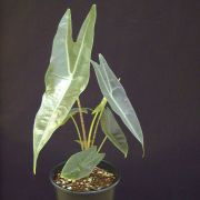 Image of Alocasia longiloba 'longiloba' Jackrabbit .