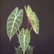 Image of Alocasia longiloba 'lowii' .