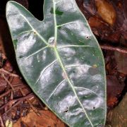 Image of Alocasia longiloba 'lowii' .