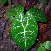 Image of Alocasia longiloba 'watsoniana' .