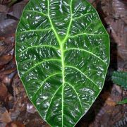 Image of Alocasia longiloba 'watsoniana' .