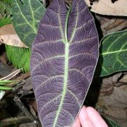 Image of Alocasia longiloba 'watsoniana' .