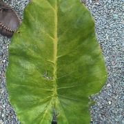 Image of Alocasia macrorrhizos  .