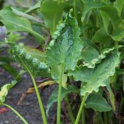 Image of Alocasia macrorrhizos  .