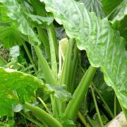 Image of Alocasia macrorrhizos  (L.) G.Don.