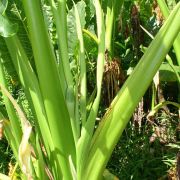 Image of Alocasia macrorrhizos  (L.) G.Don.