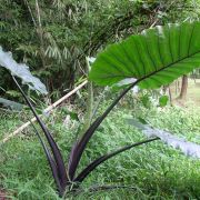 Image of Alocasia macrorrhizos 'Rubra' .