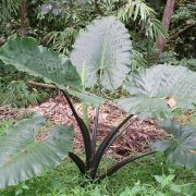 Image of Alocasia macrorrhizos 'Rubra' .