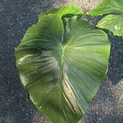 Image of Alocasia navicularis  (K. Koch & C.D. BouchÃ©) K. Koch & C.D. BouchÃ©.