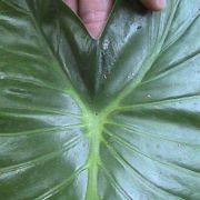 Image of Alocasia navicularis  (K. Koch & C.D. BouchÃ©) K. Koch & C.D. BouchÃ©.