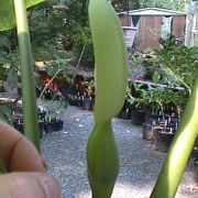 Image of Alocasia navicularis  (K. Koch & C.D. BouchÃ©) K. Koch & C.D. BouchÃ©.