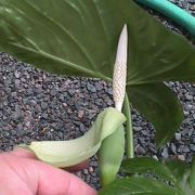 Image of Alocasia navicularis  (K. Koch & C.D. BouchÃ©) K. Koch & C.D. BouchÃ©.