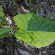 Image of Alocasia odora  (Roxb.) K. Koch.