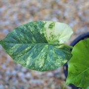 Image of Alocasia odora  (Roxb.) K. Koch.